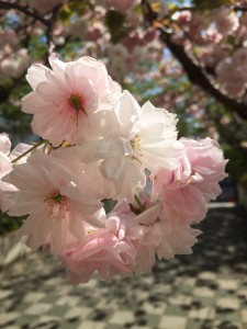IMG_0145