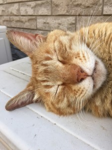 猫