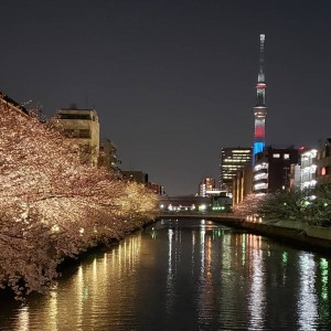 sakura2