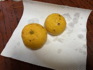 IMG_0070