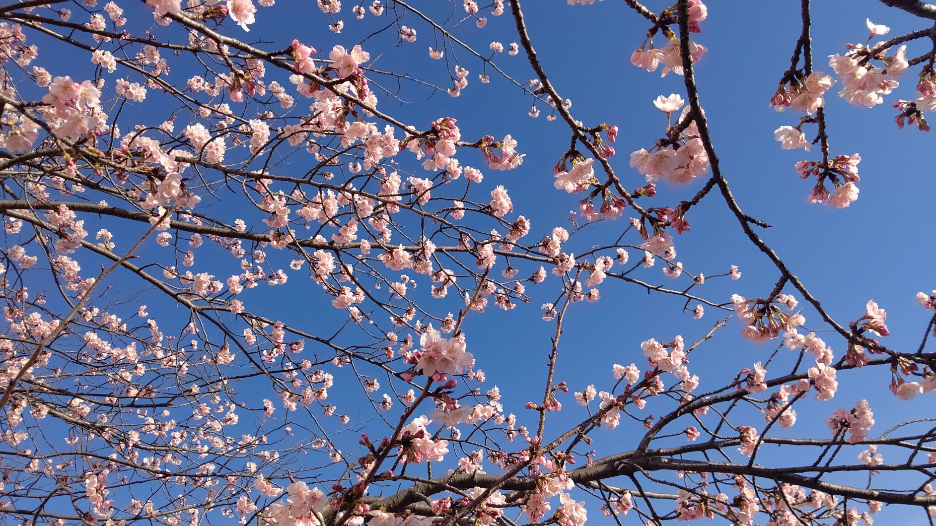 DSC_4121 桜