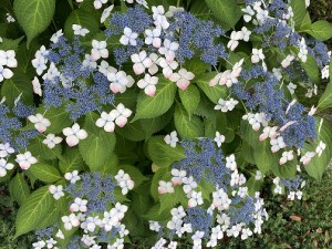 IMG_0479[1]