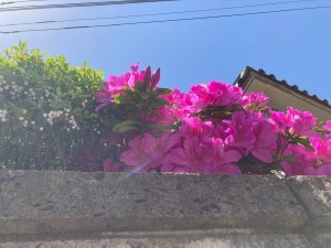 2A466E9E-3D17-4C17-ABDD-F9DE0D4F0BFF