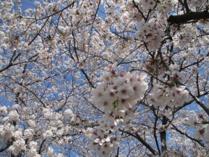 IMG_6696
