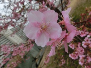 CIMG0775