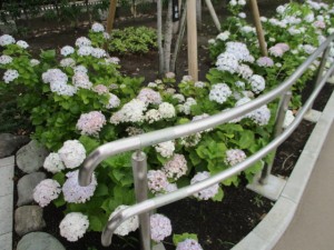 IMG_0254