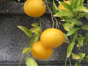 03-IMG_1150